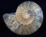 Cleoniceras (Grycia) besairiei COLLIGNON 1949 - Bild © FossNet FossilienStore